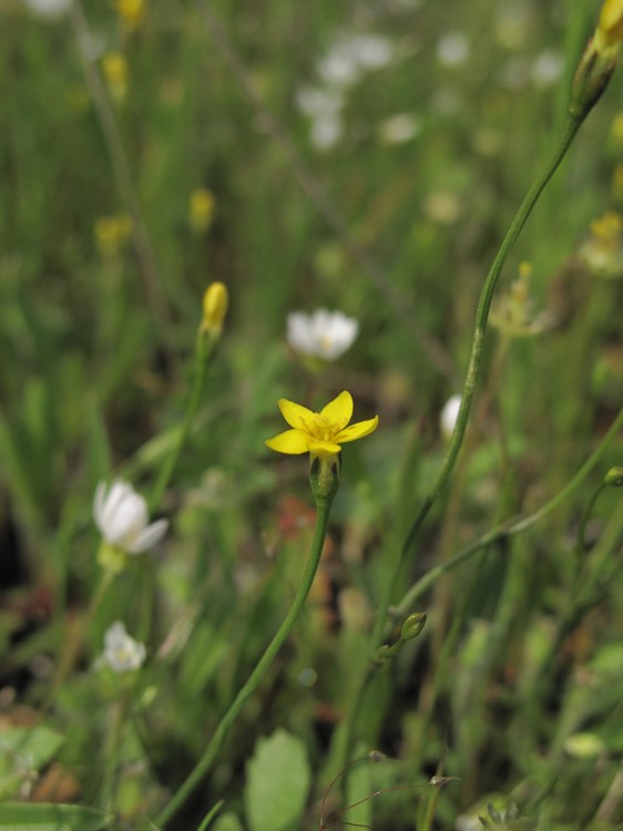 Cicendia filiformis